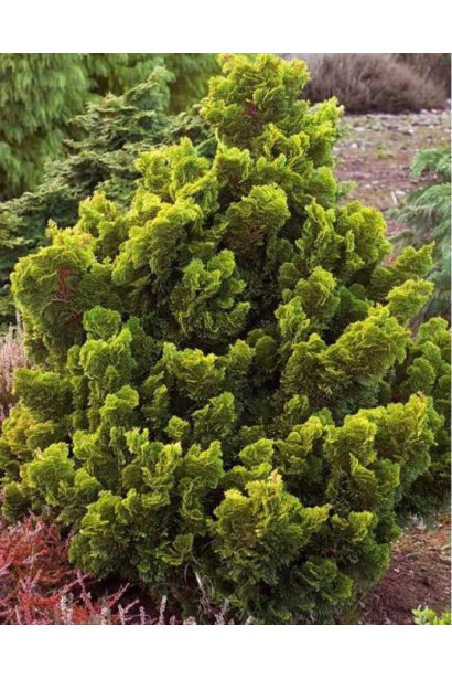 Кипарисовик Avrora в сочетании с другими хвойными растениями.